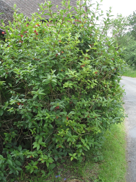 Californian honeysuckle / Lonicera involucrata