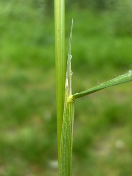 tufted hair-grass / Deschampsia cespitosa: Ligule