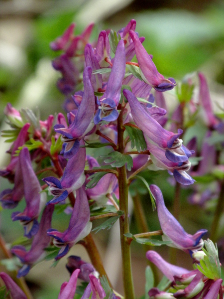 bird-in-a-bush / Corydalis solida: The deeply lobed bracts of _Corydalis solida_, and the scale-leaf at the base of the stems, both separate it from _Corydalis cava_.