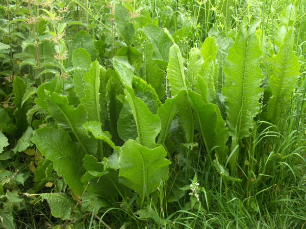 horseradish / Armoracia rusticana: _Armoracia rusticana_ is a long-lived herb that is widely naturalised across lowland England and Wales, less commonly in Scotland and Ireland.