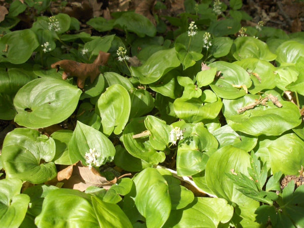 May lily / Maianthemum bifolium: _Maianthemum bifolium_ is a herb found in woodland across Europe. In Britain, it is thought to be native at a few sites in Lincolnshire, Yorkshire and County Durham.