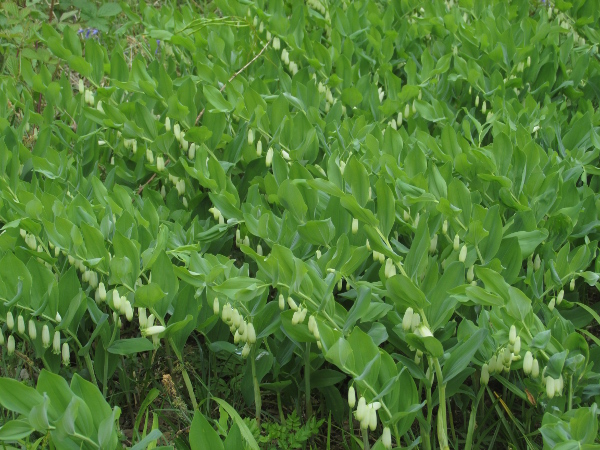 angular Solomon’s-seal / Polygonatum odoratum: _Polygonatum odoratum_ is an understorey plant of ancient woodland over limestone, from the Mendips (VC6) to the Orton Fells (VC69).