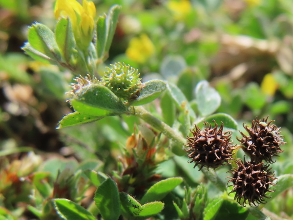 bur medick / Medicago minima: _Medicago minima_ has hairy leaves and stems and grows in sandy or gravelly sites with little competition.