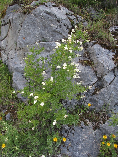 wild privet / Ligustrum vulgare: Habitus
