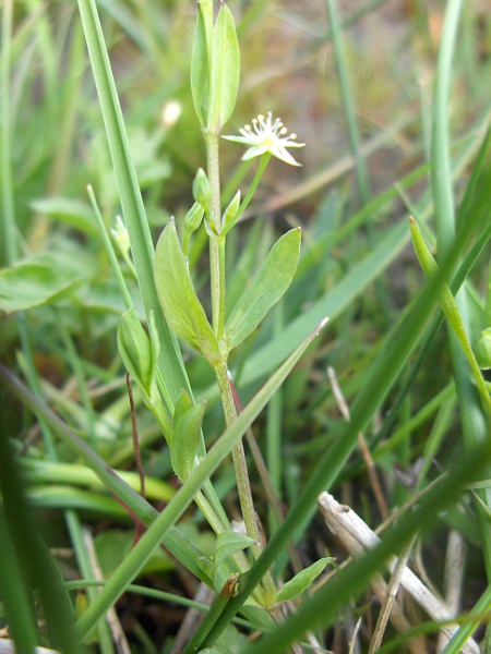 bog stitchwort / Stellaria alsine: _Stellaria alsine_ grows in wet grassland throughout the British Isles.
