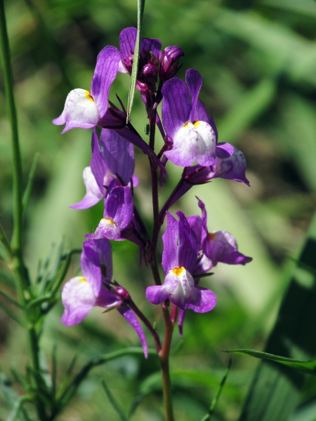 annual toadflax / Linaria maroccana: _Linaria maroccana_ is native to Morocco.