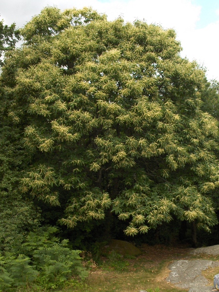 sweet chestnut / Castanea sativa