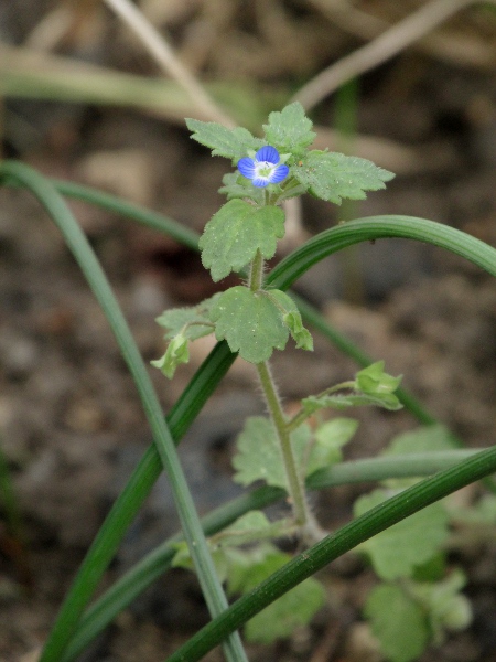 grey field-speedwell / Veronica polita: _Veronica polita_ is a common weed in gardens and elsewhere. _Veronica agrestis_ is similar, but with paler flowers.
