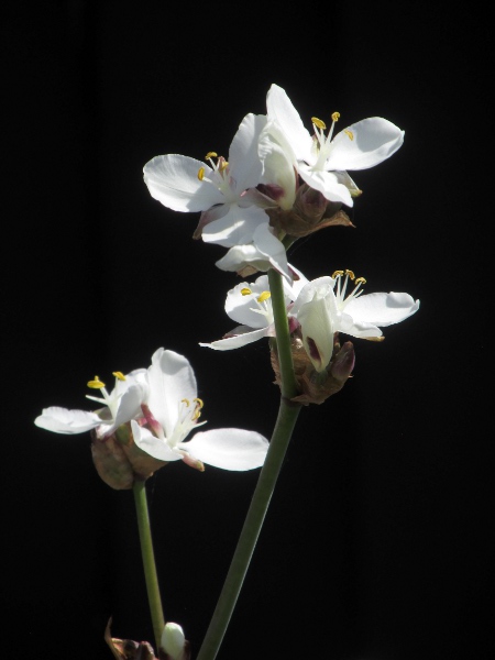 Chilean iris / Libertia formosa: The flowers of _Libertia formosa_ are on short stalks that are entirely obscured by the bracts at their bases.