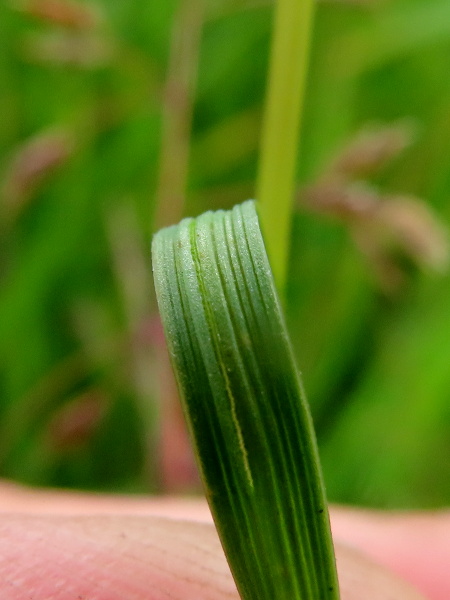 rush-leaved fescue / Festuca arenaria