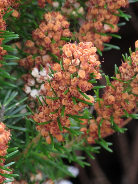 Cornish heath / Erica vagans: In fruit