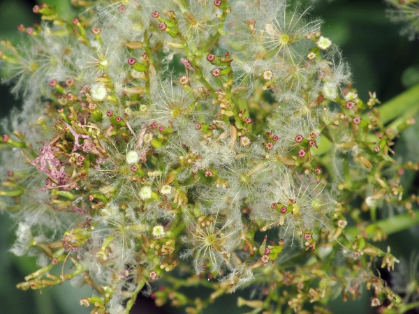 red valerian / Centranthus ruber