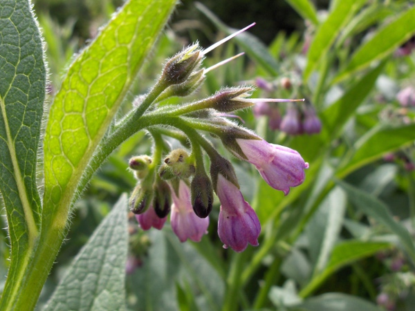 common comfrey / Symphytum officinale: The strongly decurrent leaves separate _Symphytum officinale_ from other species of _Symphytum_.