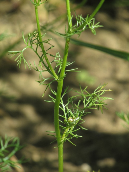 scentless mayweed / Tripleurospermum inodorum