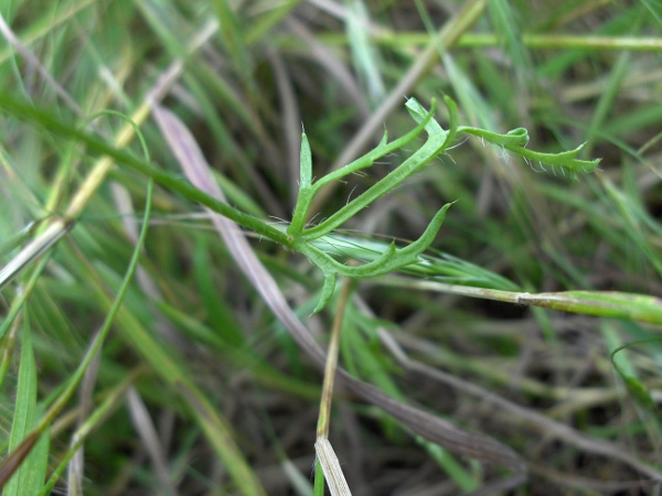 prickly poppy / Roemeria argemone: Leaf