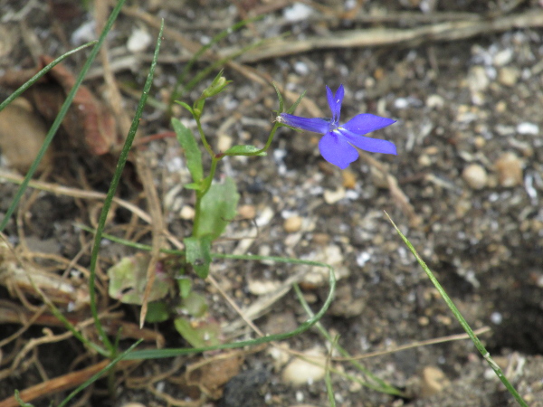 garden lobelia / Lobelia erinus: _Lobelia erinus_ is a garden plant native to South Africa that frequently escapes in the British Isles.