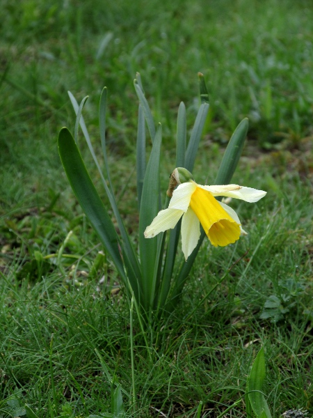 two-coloured daffodil / Narcissus bicolor: The corona (trumpet) of _Narcissus bicolor_ does not flare out at the end, and is not frilled.