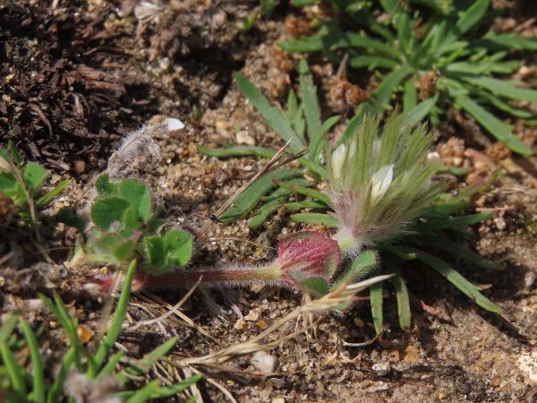 starry clover / Trifolium stellatum: _Trifolium stellatum_ is an alien clover that has become naturalised at Shoreham-by-Sea and on military land at Lee-on-the-Solent.