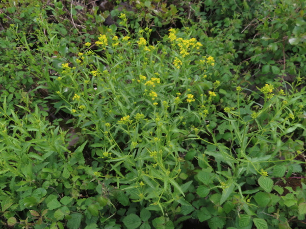 Austrian yellow-cress / Rorippa austriaca: _Rorippa austriaca_ has toothed rather than deeply lobed leaves.