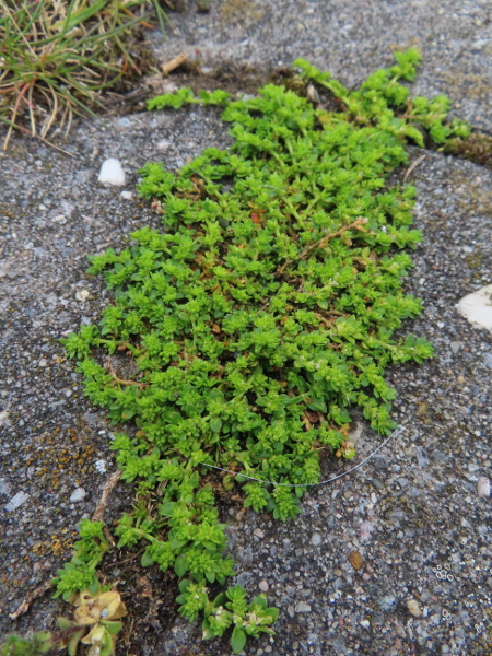 smooth rupturewort / Herniaria glabra: _Herniaria glabra_ is a hairless, ground-hugging perennial plant native to Breckland but naturalised elsewhere.