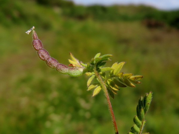 bird’s foot / Ornithopus perpusillus: The fruit of _Ornithopus perpusillus_ is a slightly up-curved pod.