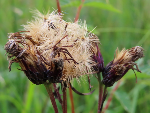 sawwort / Serratula tinctoria: The achenes of _Serratula tinctoria_ have a pappus of several rows of simple, beige hairs.