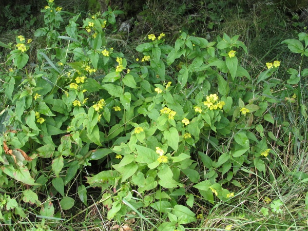 fringed loosestrife / Lysimachia ciliata