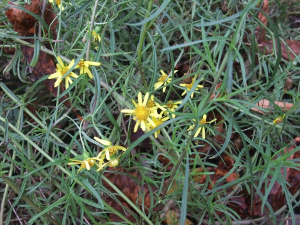 narrow-leaved ragwort / Senecio inaequidens: The leaf-lobes of _Senecio inaequidens_ are long and narrow.