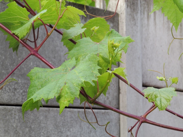 grape vine / Vitis vinifera: _Vitis vinifera_ is a climbing vine from the Mediterranean Basin that occasionally becomes naturalised in the British Isles.