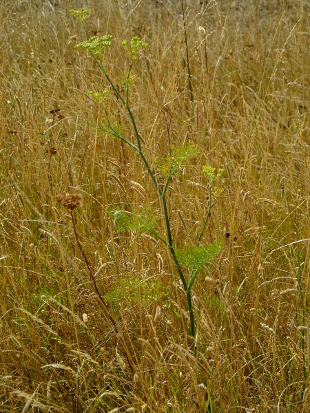 fennel / Foeniculum vulgare