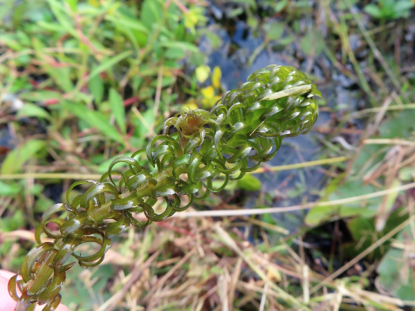 curly waterweed / Lagarosiphon major: _Lagarosiphon major_ is an invasive aquatic species, native to South Africa; it has denser foliage than _Elodea canadensis_ or _Elodea nuttallii_, with the leaves arranged spirally, rather than in discrete whorls.