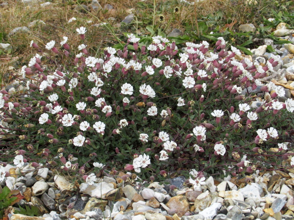 sea campion / Silene uniflora