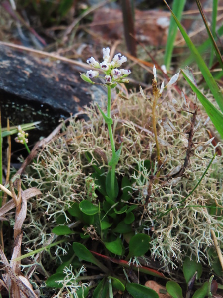 Alpine penny-cress / Noccaea caerulescens: _Noccaea caerulescens_ is a small perennial of bare, rocky base-rich habitats, often those contaminated by waste from zinc or lead mining; its stem leaves have rounded auricles.