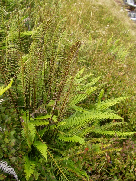 hard fern / Blechnum spicant: _Blechnum spicant_ has sterile leaves with broad pinnae and sterile leaves with narrow pinnae, which are often more upright.