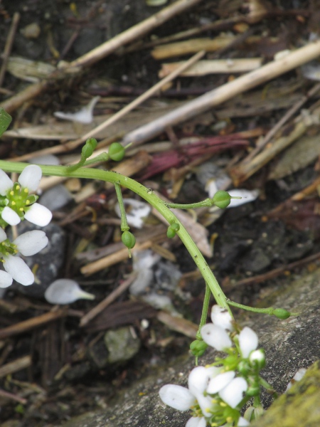 English scurvy-grass / Cochlearia anglica: Developing fruits