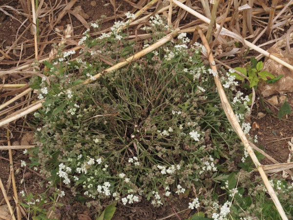 spreading hedge-parsley / Torilis arvensis: _Torilis arvensis_ is a rare arable weed, mostly found in southern and central England.