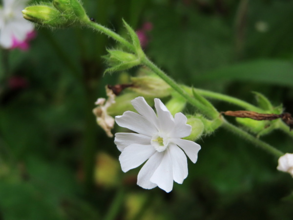red campion / Silene dioica: White forms of _Silene dioica_ can be told from _Silene latifolia_ by the lack of pigment on the calyx veins; the two species also hybridise to produce _S._ × _hampeana_.
