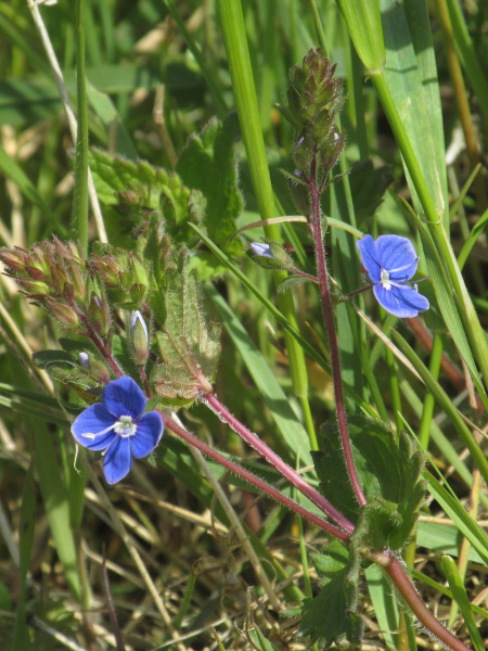 germander speedwell / Veronica chamaedrys