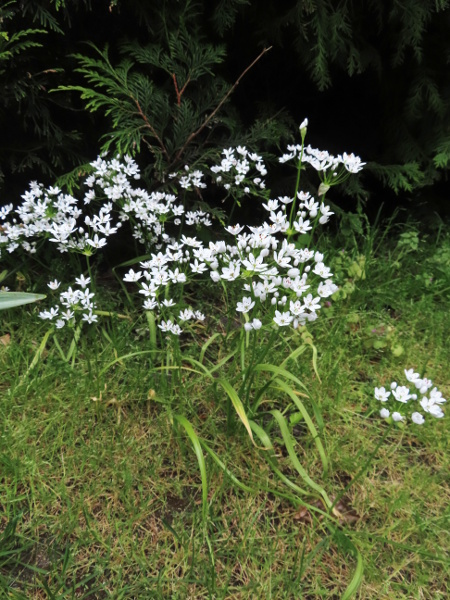 hairy garlic / Allium subhirsutum: _Allium subhirsutum_ is native to the Mediterranean Basin and Brittany, and is also a popular garden plant.