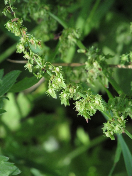 broad-leaved dock / Rumex obtusifolius: Unlike _Rumex sanguineus_, the tepals of _Rumex obtusifolius_ have long marginal teeth, and the leaf midrib has a row of papillae on the underside of the leaf.