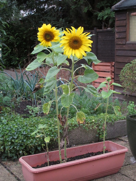 sunflower / Helianthus annuus: _Helianthus annuus_ is a popular garden plant originally from North America, and is also grown for its seeds.