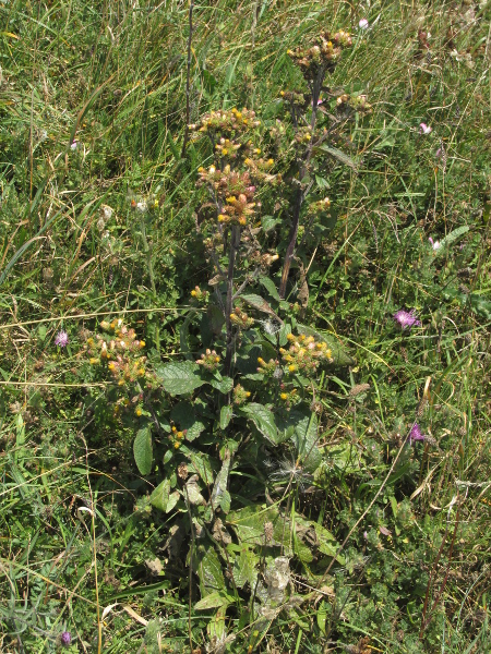 ploughman’s spikenard / Inula conyzae: _Inula conyzae_ grows in scrubby, calcareous grassland in England and peripheral parts of Wales.