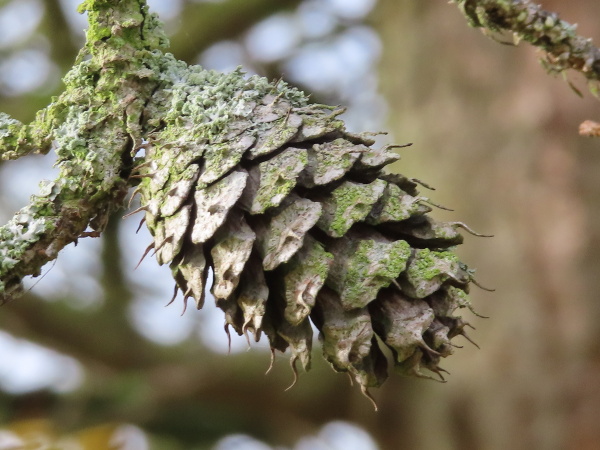 lodgepole pine / Pinus contorta: The cone-scales of _Pinus contorta_ have a sinuous projecting spine.