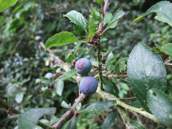 blackthorn / Prunus spinosa: The fruit of _Prunus spinosa_ is the familiar sloe, an intensely bitter fruit used to flavour gin.