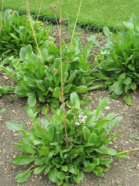 Turkish valerian / Valeriana phu