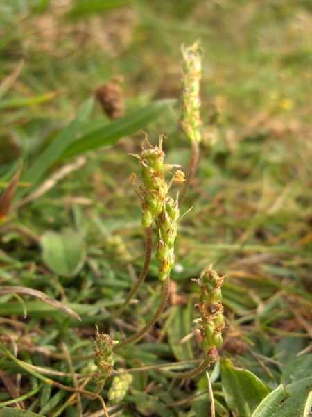 buck’s-horn plantain / Plantago coronopus: Inflorescences