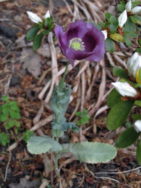 opium poppy / Papaver somniferum