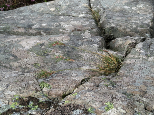 viviparous sheep’s-fescue / Festuca vivipara: _Festuca vivipara_ is an <a href="aa.html">Arctic–Alpine</a> grass that occurs in upland areas of Wales, Ireland, Scotland and northern England.