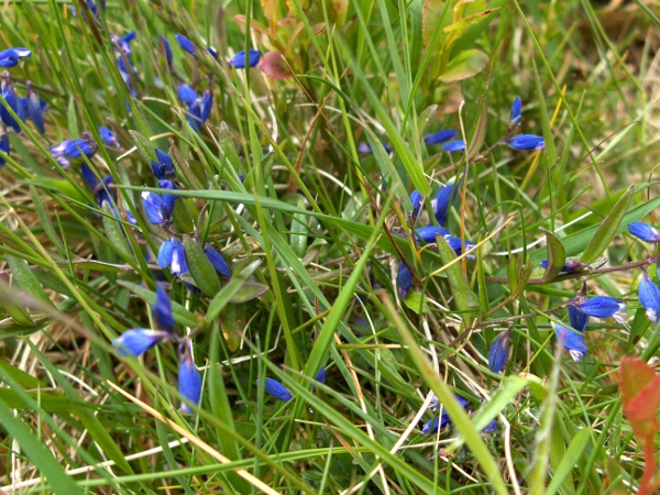 heath milkwort / Polygala serpyllifolia