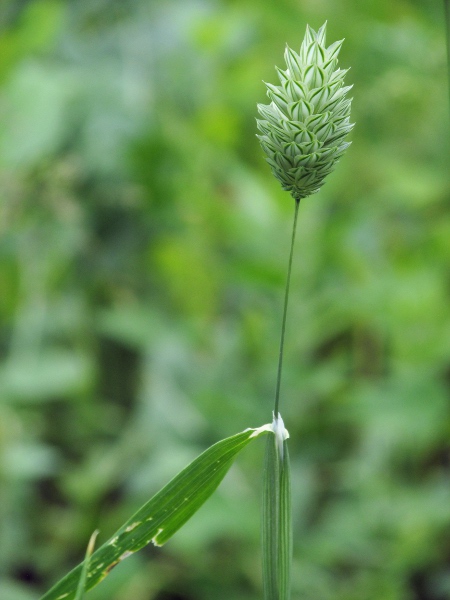 Canary-grass / Phalaris canariensis: Inflorescence and leaf-base